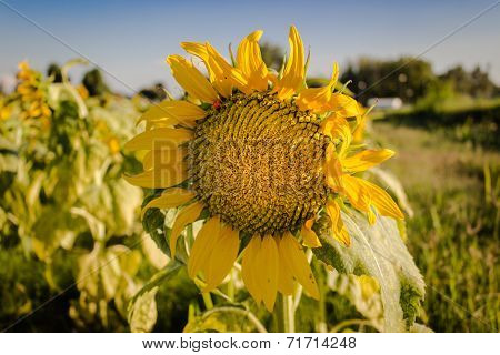 Field Of Yellow Sunflowers