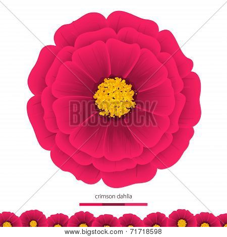 Beautiful flowers Dahlias. Element for design.