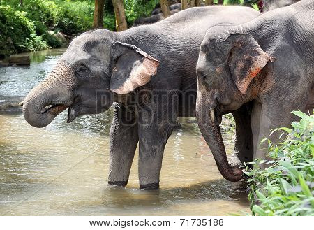 two elephant