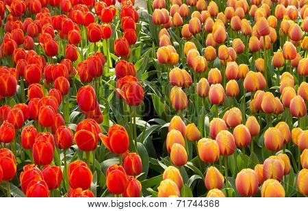 War Of Tulips