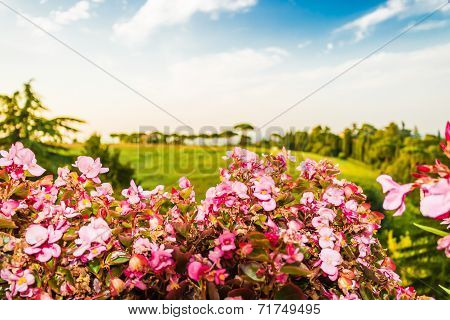 Weeds On Green View