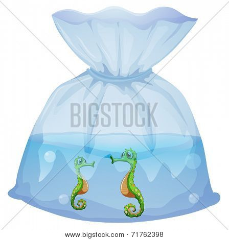 Illustration of a pouch with seahorses on a white background