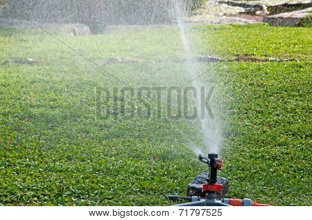 Watering The Lawn On A Hot Day