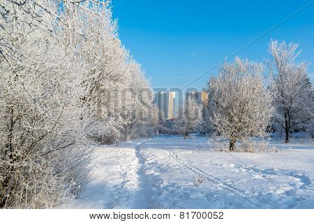Snow-covered trees in the city of Moscow, Russia