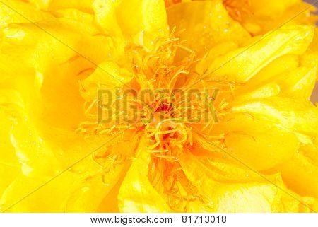 Tabebuia Chrysotricha Yellow Flowers