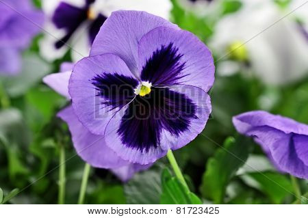 Purple Pansies