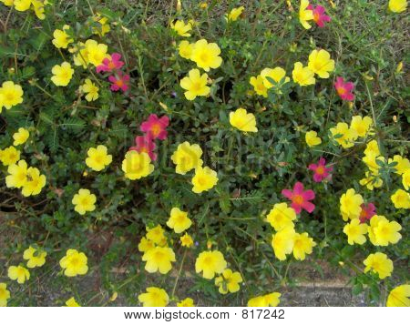 yellowflowers