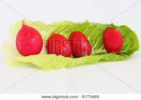 Radish And Lettuce