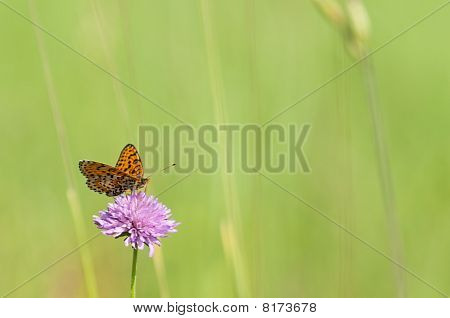 Melitaea motyl na purpurowy kwiat