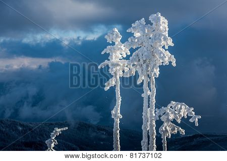 Snowy trees.