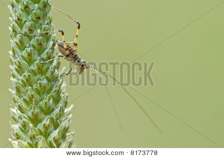 Cricket