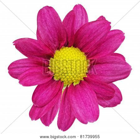 Beautiful Single Violet Red Dahlia Flowers.?loseup
