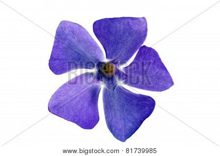 Single Violet Flower.closeup On White Background. Isolated .