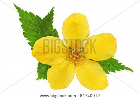 Single Marsh Marigold  Yellow Wildflowers Isolated  .