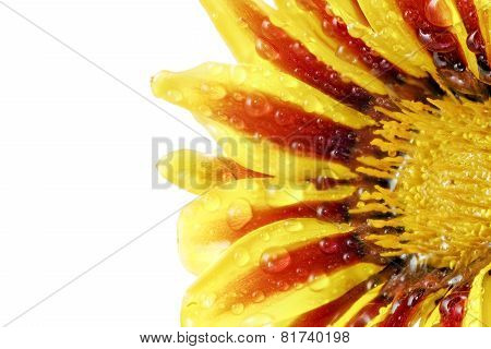 Single Flower Of Tiger Gazania With Drops. (splendens Genus Asteraceae).isolated.