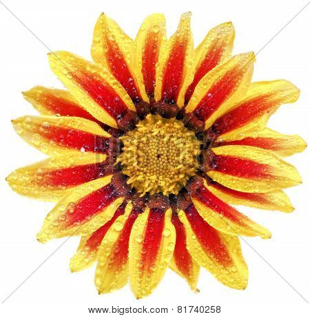Single Flower Of Tiger Gazania With Drops. (splendens Genus Asteraceae).isolated.