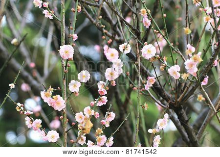 Plum flowers and buds