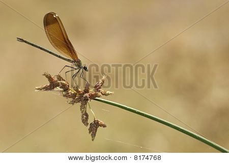 Femmina di damselfly Calopteryx haemorrhoidalis