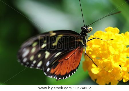 papillon doré Hélicon