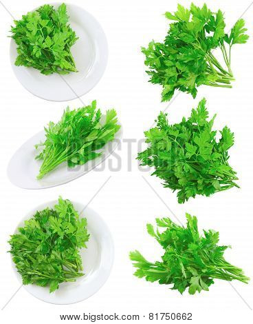 Collage  Of Fresh Parsley On White.isolated