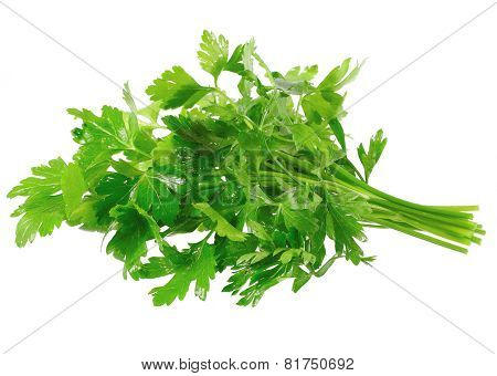 Fresh Parsley On White Background. Isolated