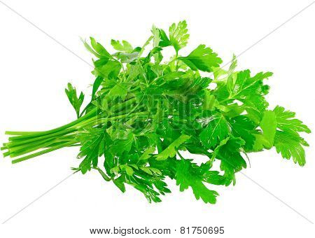 Fresh Parsley On White Background. Isolated