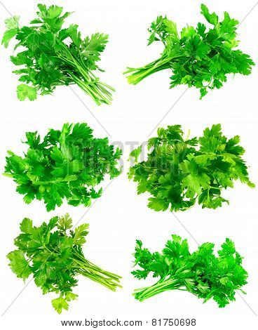 Collage  Of Fresh Parsley On White. Isolated