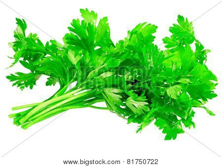 Fresh Parsley On White Background. Isolated