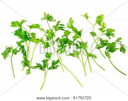 Fresh Parsley On White Background. Isolated