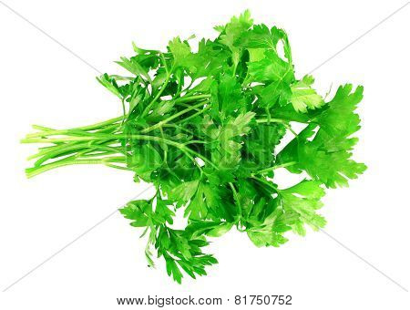 Fresh Parsley On White Background. Isolated