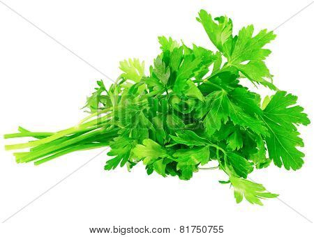 Fresh Parsley On White Background. Isolated