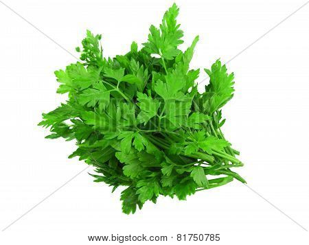 Fresh Parsley On White Background. Isolated