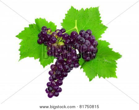 Branch Of Black Grapes . Isolated