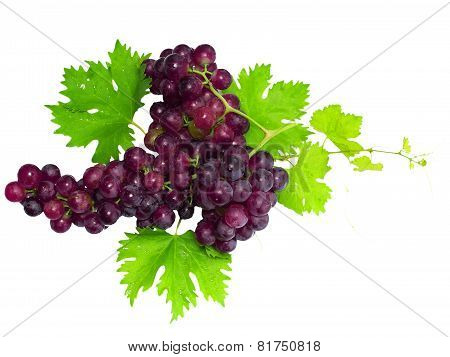 Branch Of Black Grapes With Green Leaf. Isolated