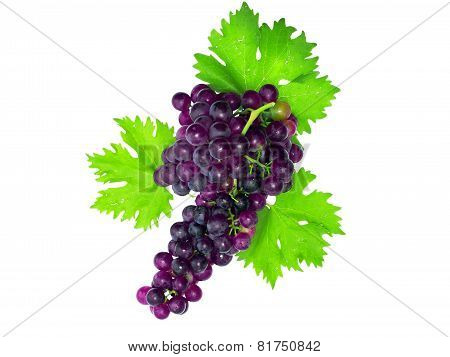 Branch Of Black Grapes With Green Leaf. Isolated