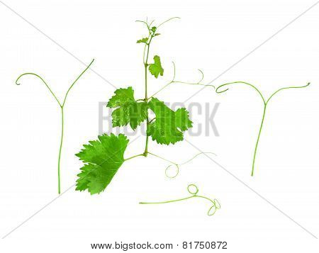 Grapes Green Leaf With Vine Tendril. Isoalted