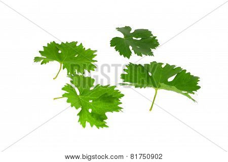 Grapes Green Leaf . Isoalted