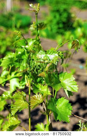 Leaves, Tendrils And Twigs Of Grapes In The Garden.