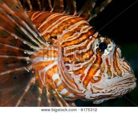 Lion Fish