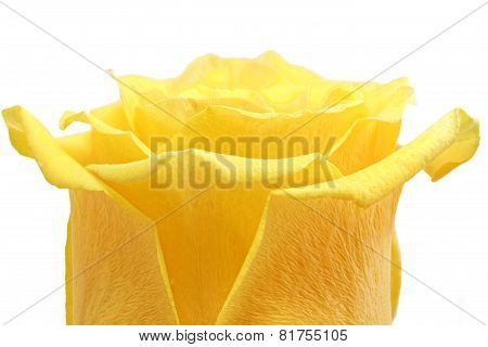 Beautiful Yellow Rose Flower. ?loseup. Isolated.