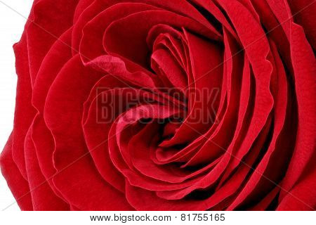 Beautiful Red  Rose Flower. Closeup.