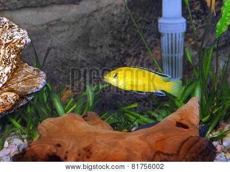 Aquarium Fish- Cichlid Hummingbird Yellow.