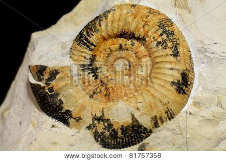 Amonite Fossil Background
