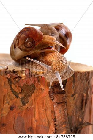 Three Snails On Pine-tree Stump