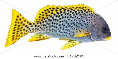 Blackspotted Sweetlips. Isolated  Over White