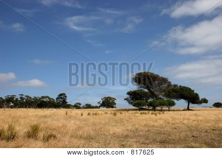 Alleen Tree