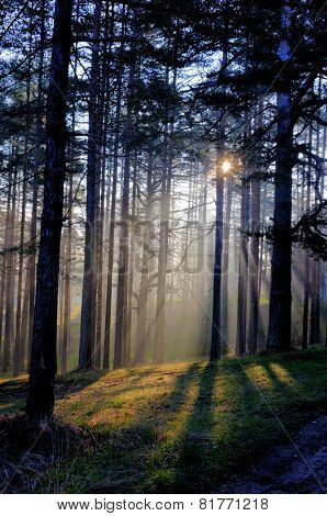 Morning Sun Beam In Forest
