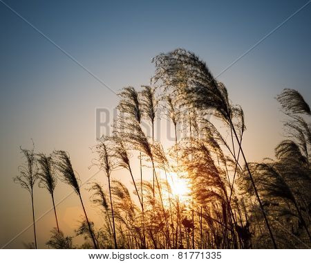 Miscanthus Flower In Autumn