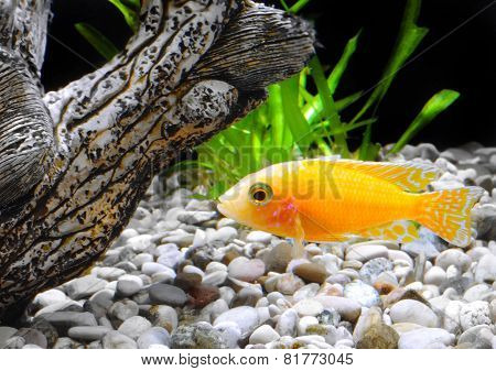 Aquarium Fish Dwarf Cichlid-aulonocara.