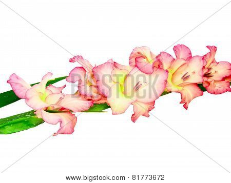 Pink Gladiolus . Isolated On White.